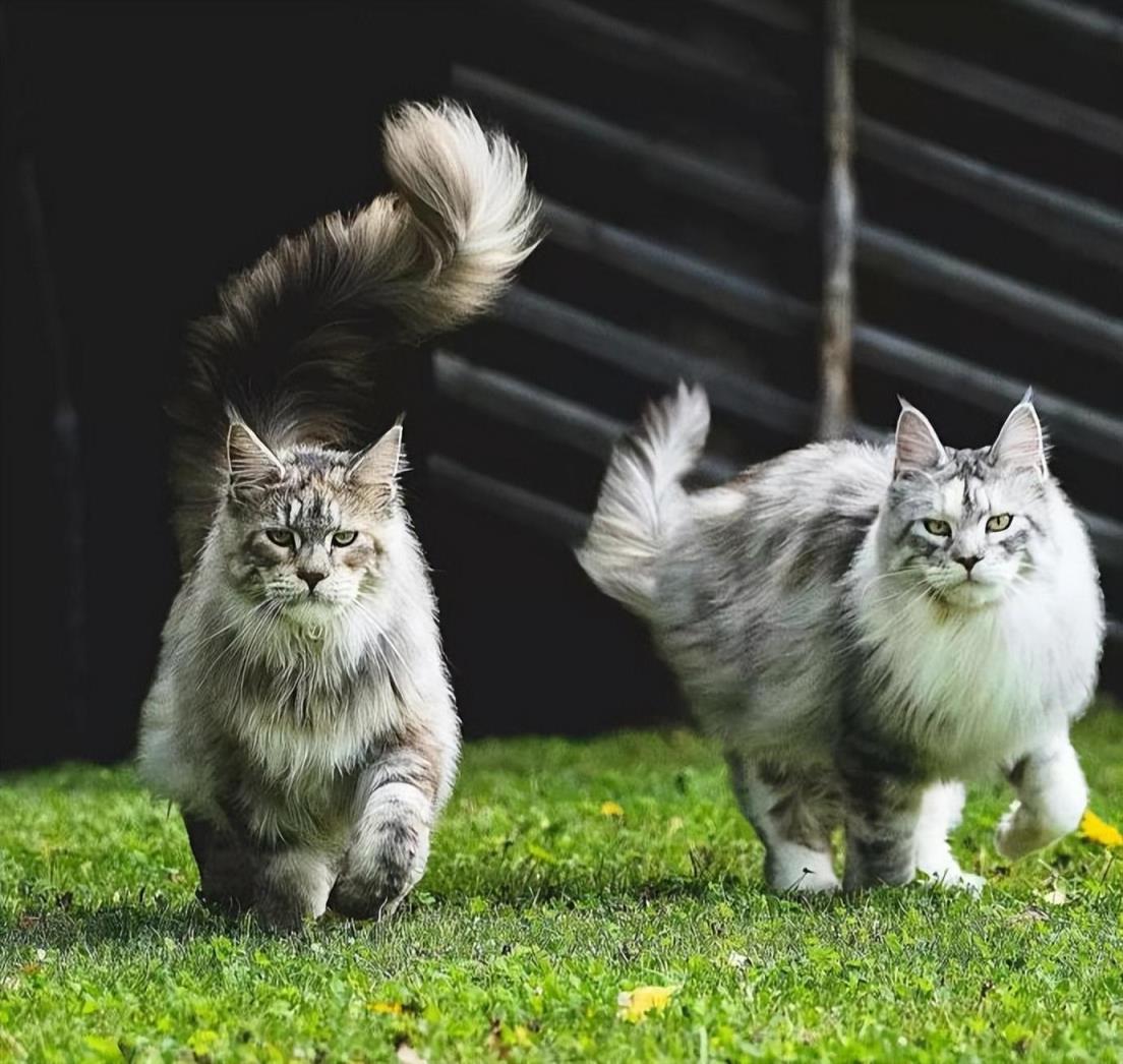 纯种缅因猫的特征外貌