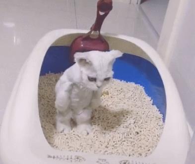 缓解猫咪泪痕问题的方法