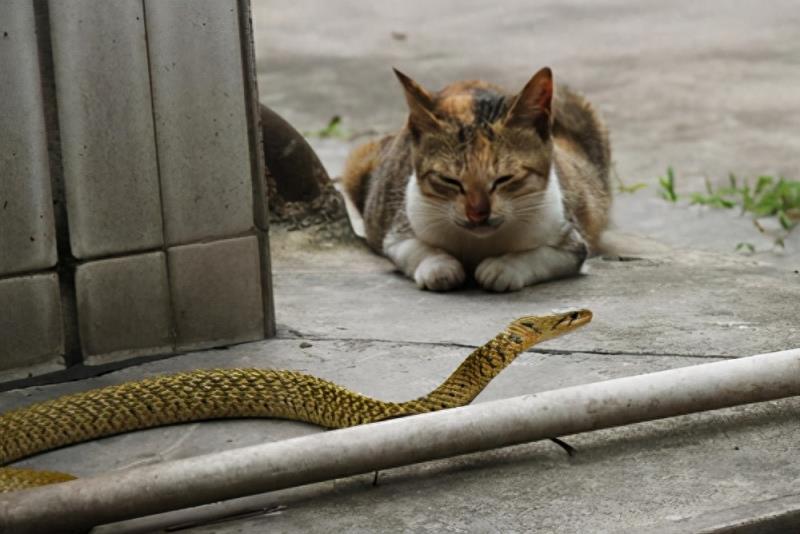 猫怕黄瓜是真的吗（猫怕黄瓜的原因）