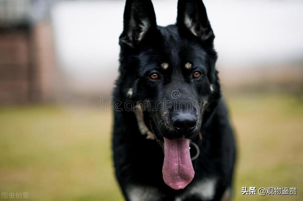 东德牧羊犬的特点及挑选技巧