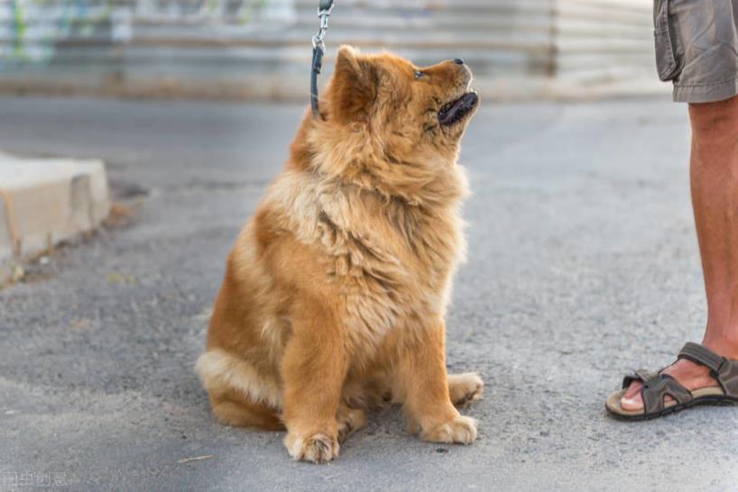 养松狮犬的痛苦