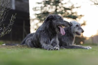 温顺的大型犬有哪些