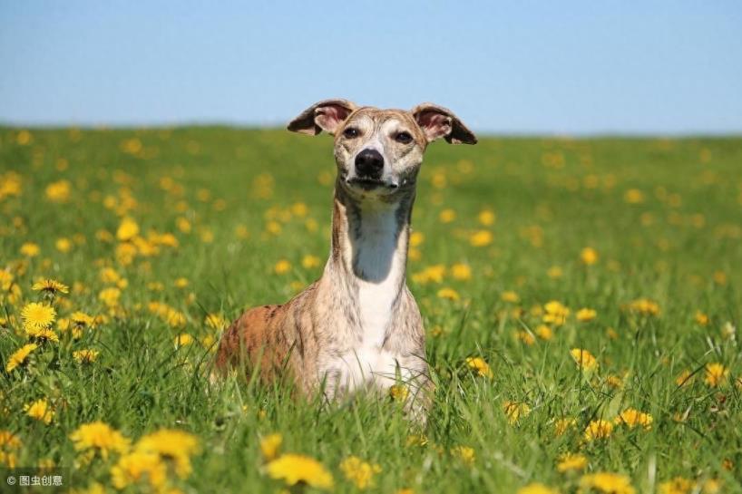 关于惠比特犬的介绍