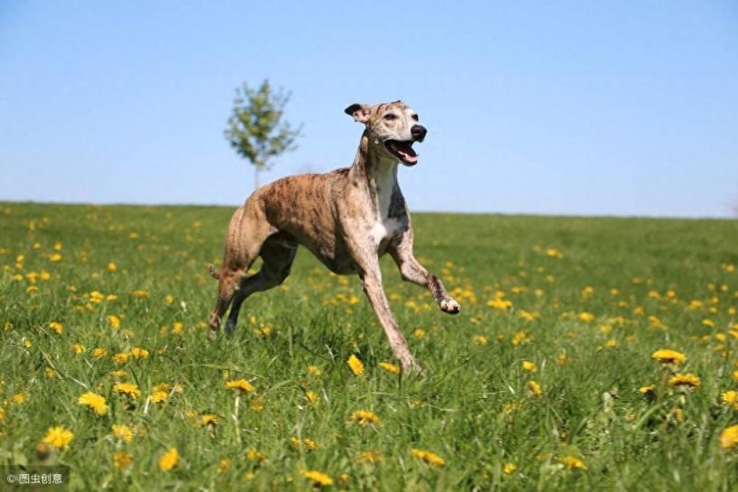 关于惠比特犬的介绍