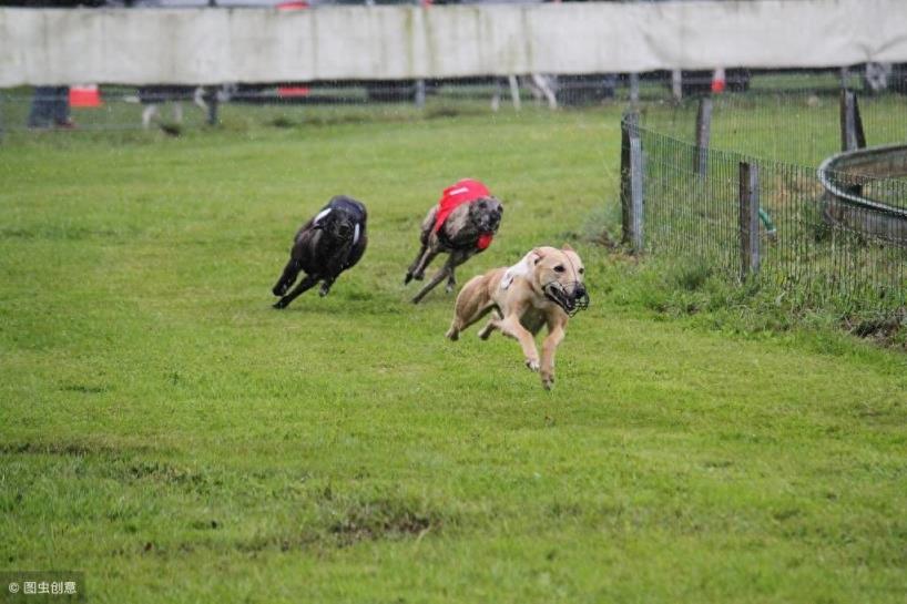 关于惠比特犬的介绍