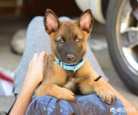 为什么马犬不适合家养