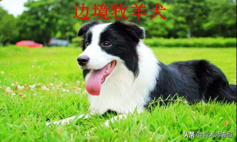 世界十大牧羊犬排名榜（盘点最常见的10大牧羊犬）