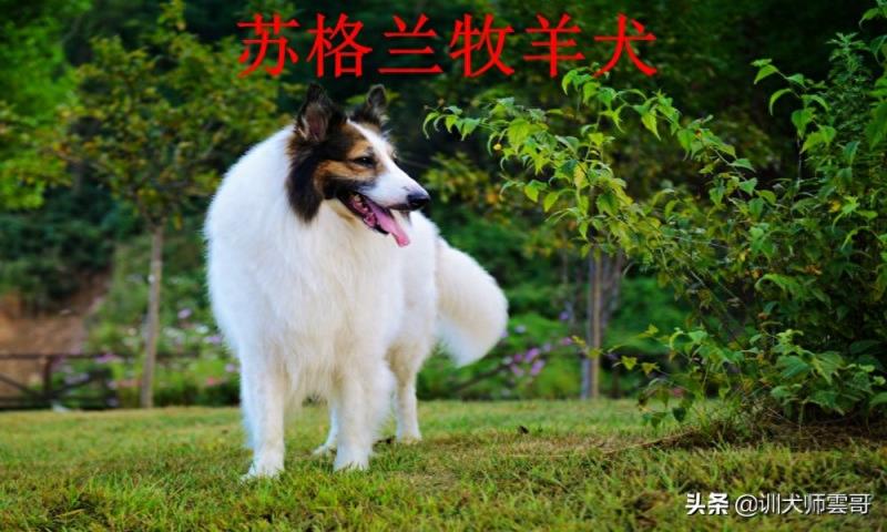 世界十大牧羊犬排名榜（盘点最常见的10大牧羊犬）