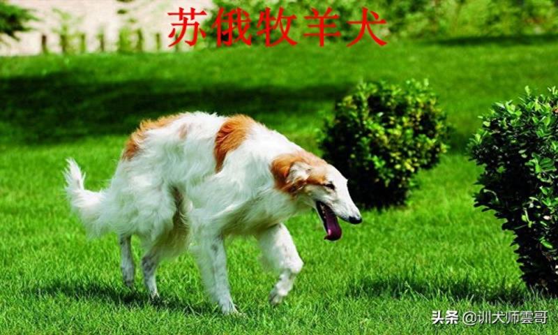 世界十大牧羊犬排名榜（盘点最常见的10大牧羊犬）