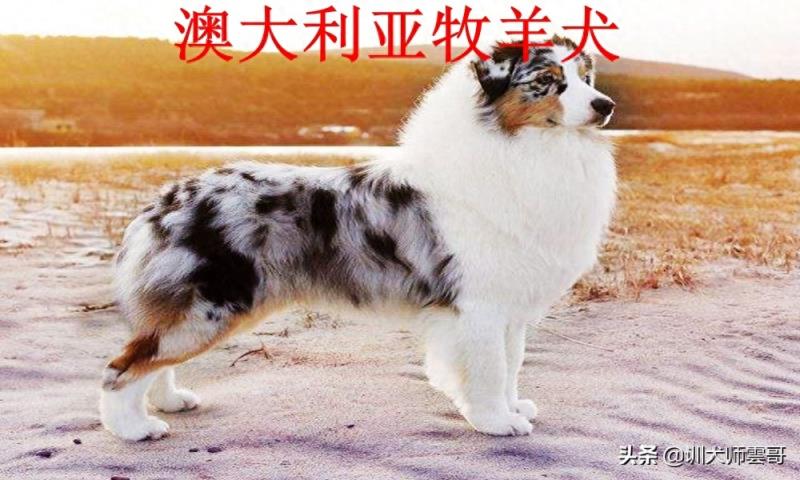 世界十大牧羊犬排名榜（盘点最常见的10大牧羊犬）