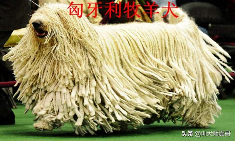 世界十大牧羊犬排名榜（盘点最常见的10大牧羊犬）