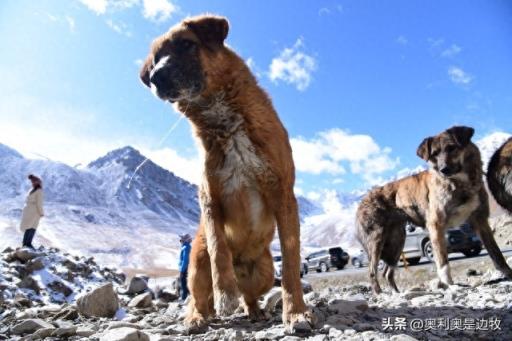 中华田园犬为什么禁养（真实原因介绍）