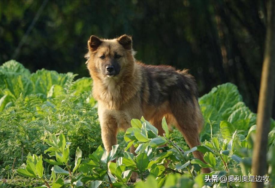 中华田园犬为什么禁养（真实原因介绍）