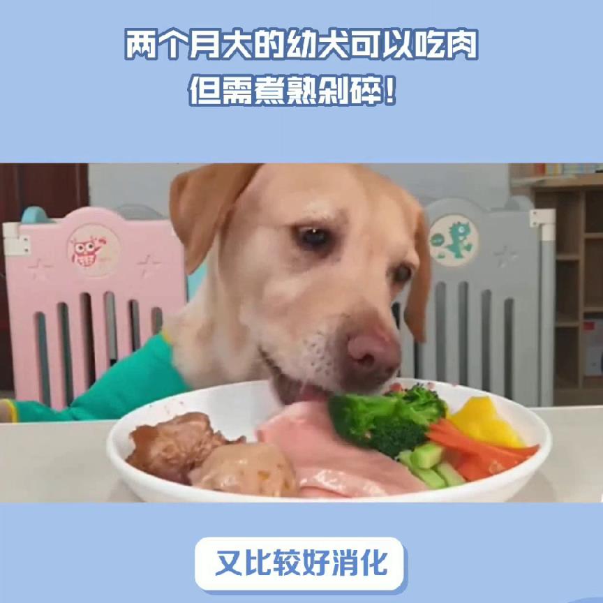 2个月大的狗能吃肉吗