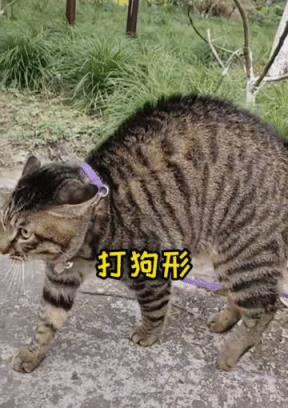 加菲猫多少钱一只 （2023最受欢迎7种猫价格表）