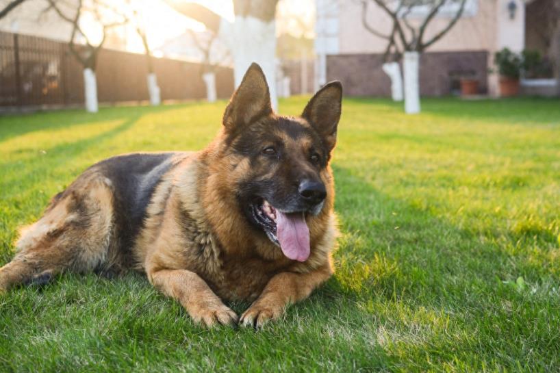 德国牧羊犬的6个缺点