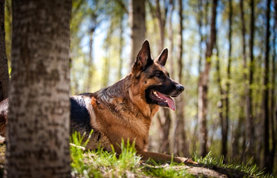 德国牧羊犬的6个缺点