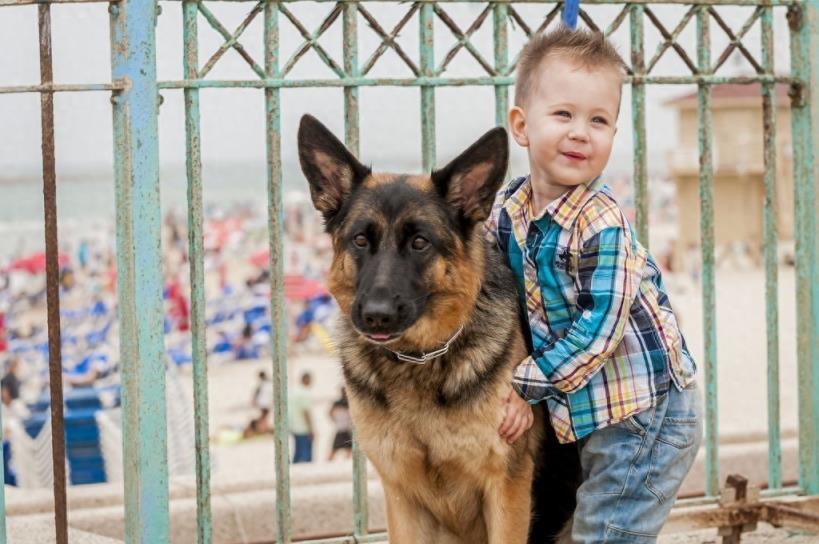 德国牧羊犬的6个缺点