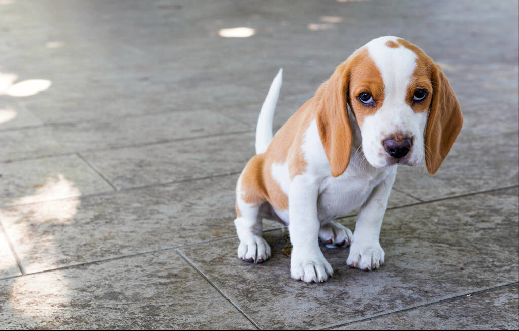 比格犬喂食标准