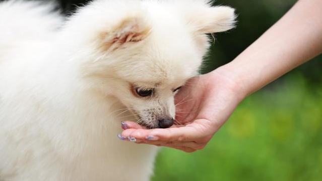 蝴蝶犬和博美犬的区别