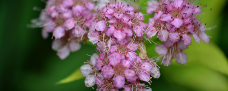 绣线菊种植方法和时间（绣线菊的种植方法，什么时候种植）