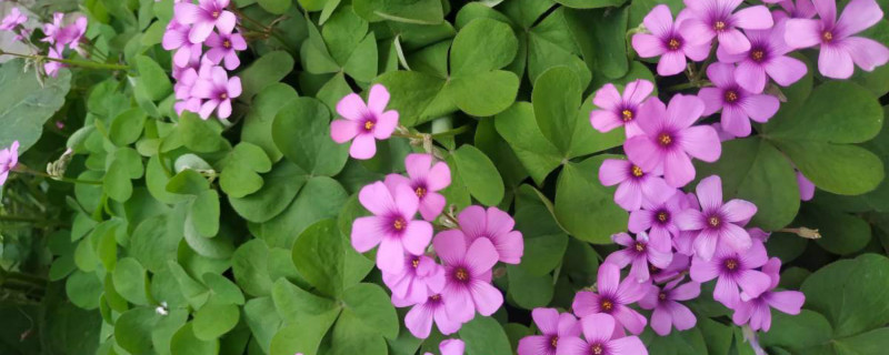 红花酢浆草怎么种植,什么时候种植（红花酢浆草怎么种植，什么时候种植）