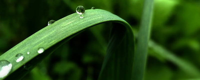 蒜发苗的过程（蒜苗怎么发，什么时候发）