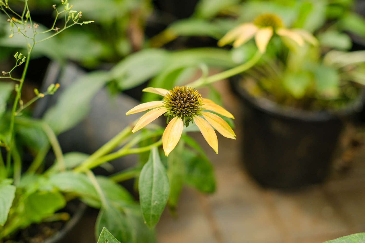 松果菊开花后怎样修枝（松果菊不开花的原因，如何解决）