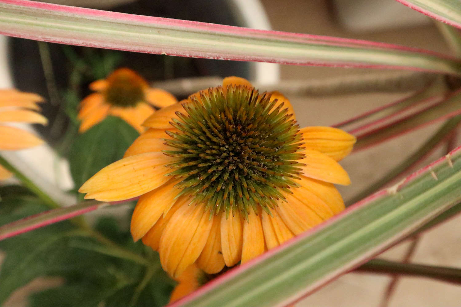 松果菊花败后怎么养,花败后能换盆吗图片（松果菊花败后怎么养，花败后能换盆吗）