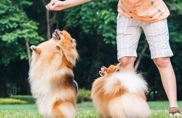 蝴蝶犬和博美犬的区别