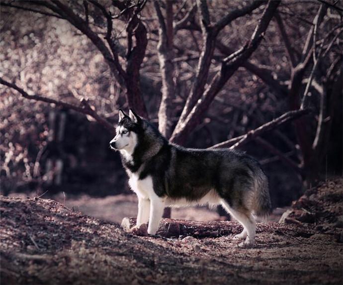 训练幼犬需注意的事项有哪些