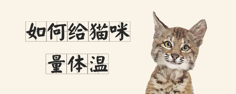 猫咪量体温怎么量