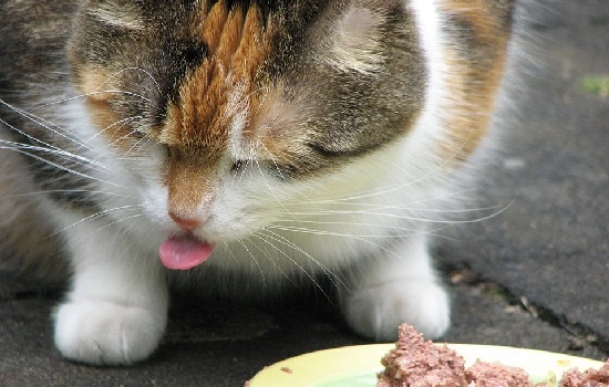 猫咪呕吐怎么办最有效的方法