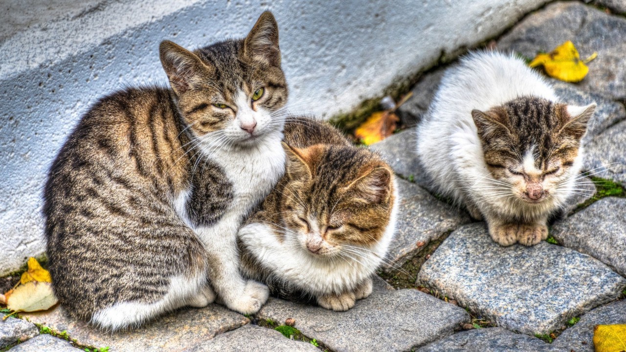 为什么流浪猫晚上一直叫个不停（流浪猫半夜为什么惨叫）