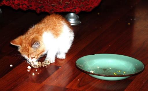 宠物猫饮食注意事项