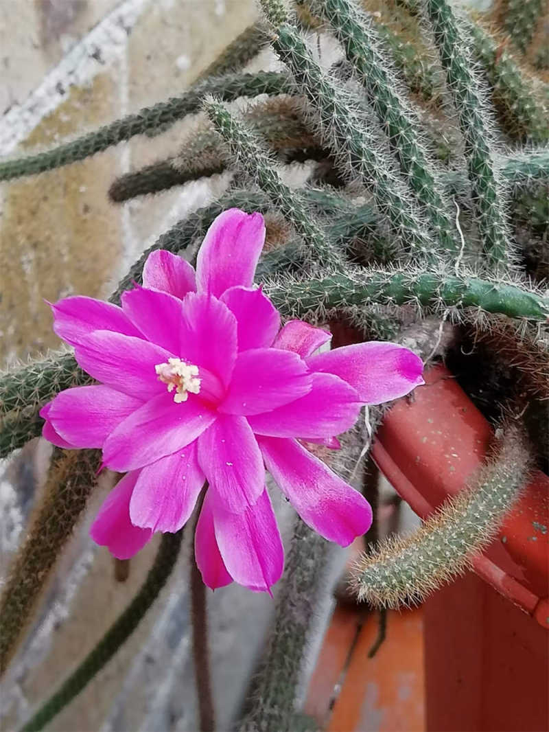 鼠尾掌和仙人指的区别，不开花咋回事