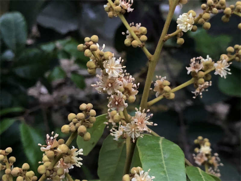 龙眼树不开花如何处理，不开花的原因