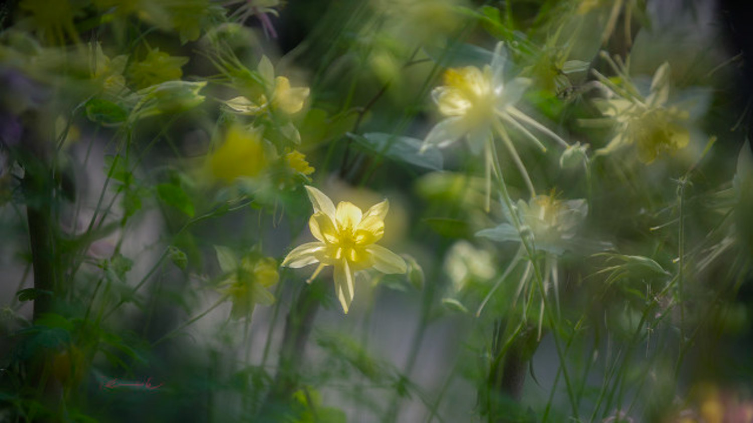 耧斗菜开花后怎么处理，开花后怎么养