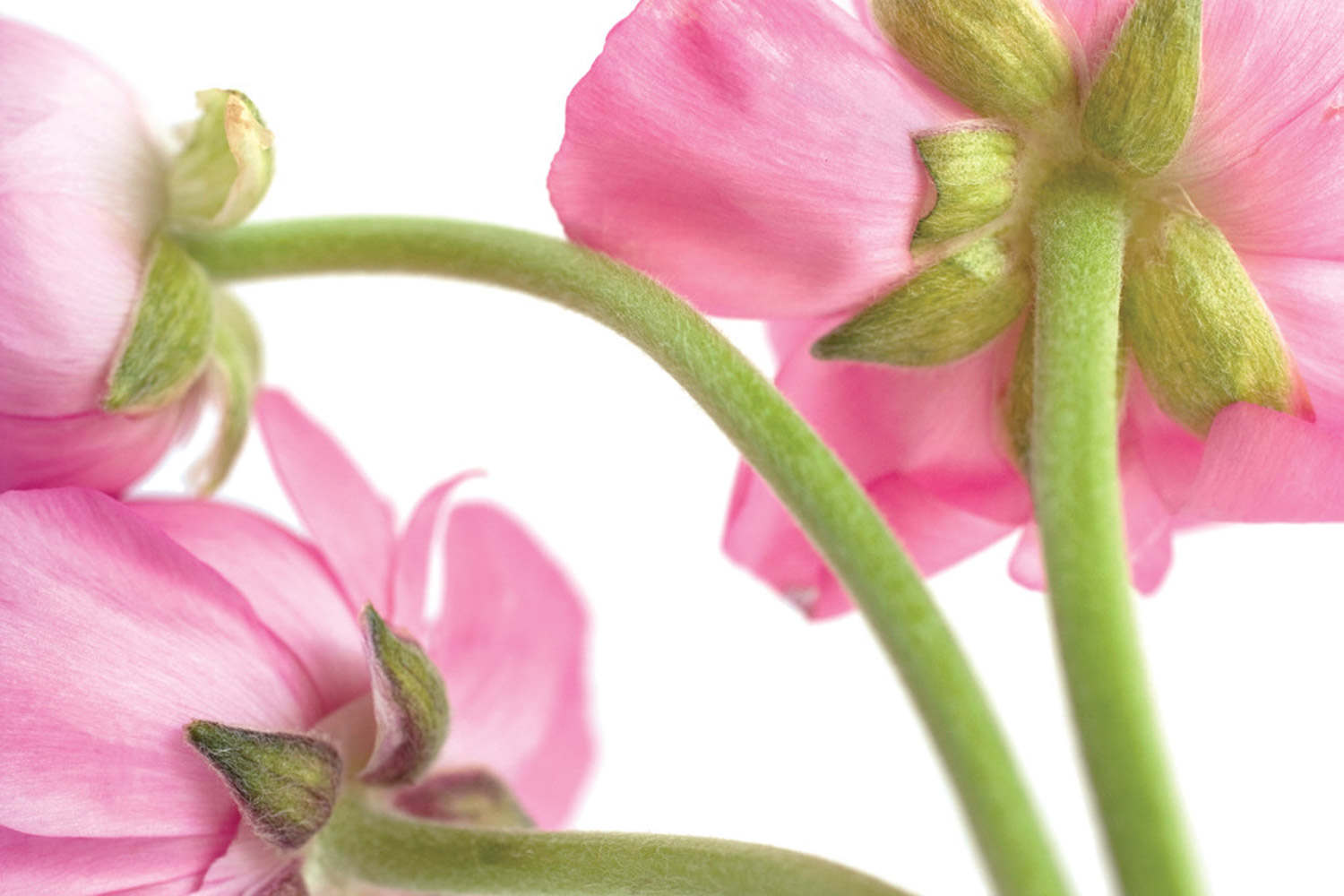 花毛茛花谢后怎么处理，花谢后怎么养