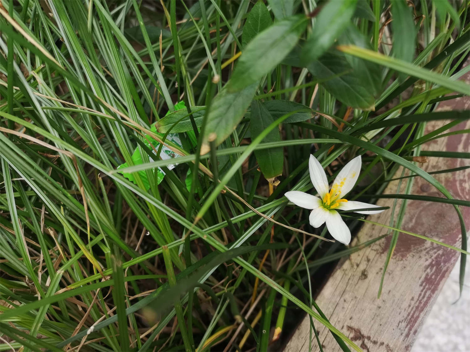 葱莲的种植方法和时间图片（葱莲的种植方法和时间）