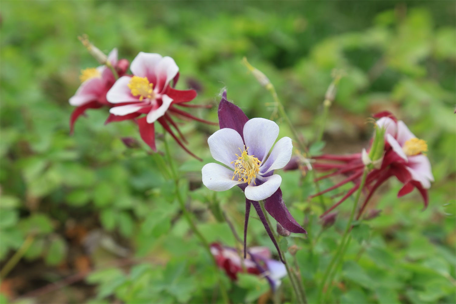 耧斗菜开花后怎么处理，开花后怎么养