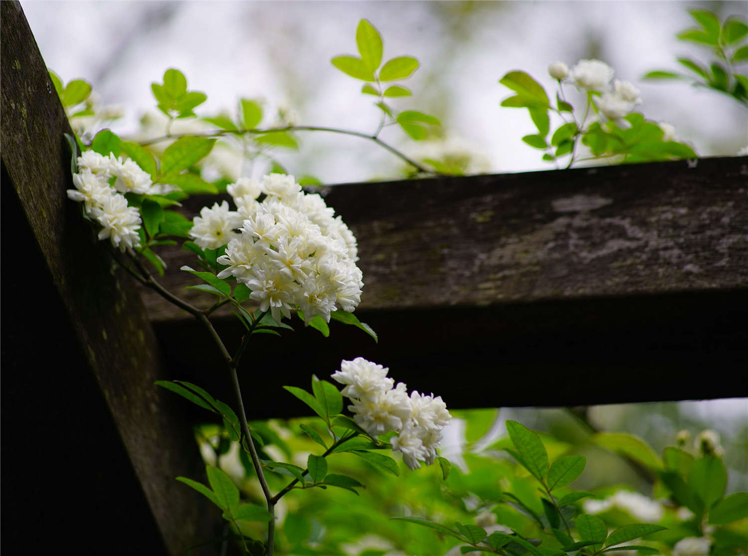 木香花花语和寓意