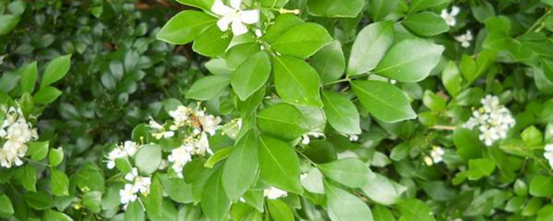 七里香花怎么种植方法