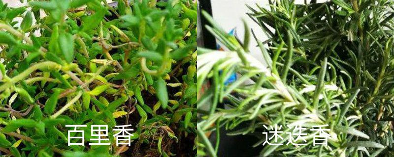 百里香和迷迭香的功效与作用（百里香和迷迭香的区别，分别怎么养护）