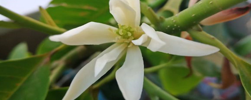 白兰花叶子发黄什么原因（白兰花叶子发黄怎么回事，黄叶怎么办）