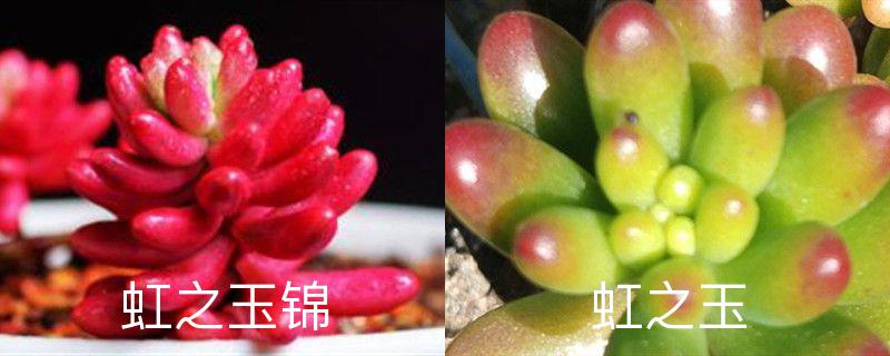 虹之玉锦和虹之玉哪个好看（虹之玉锦和虹之玉有什么区别，怎么养出锦）