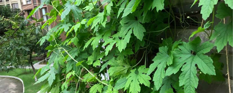 金癞瓜盆栽种植方法，什么时候种植