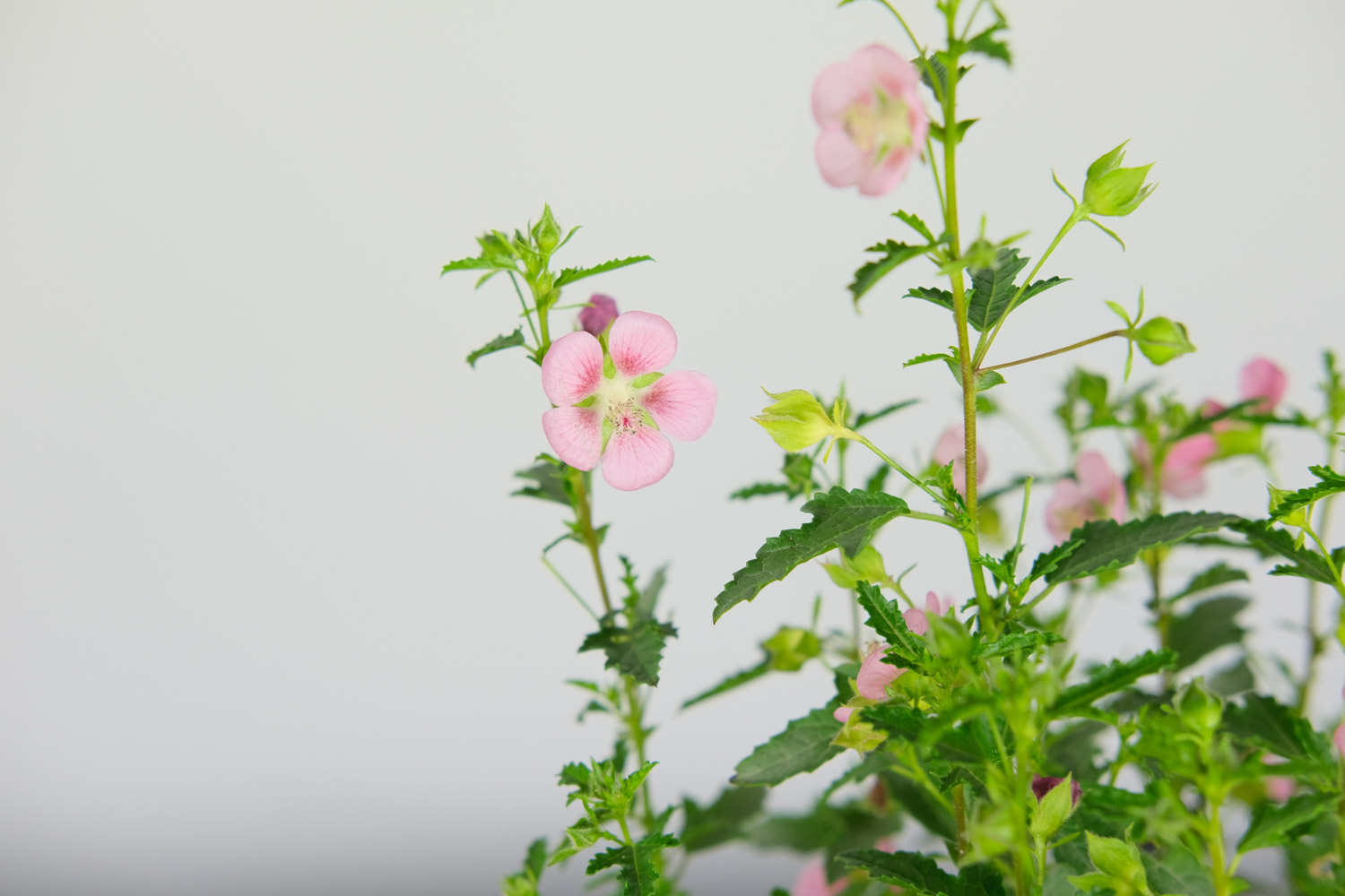 小木槿用什么土种植好，怎么种