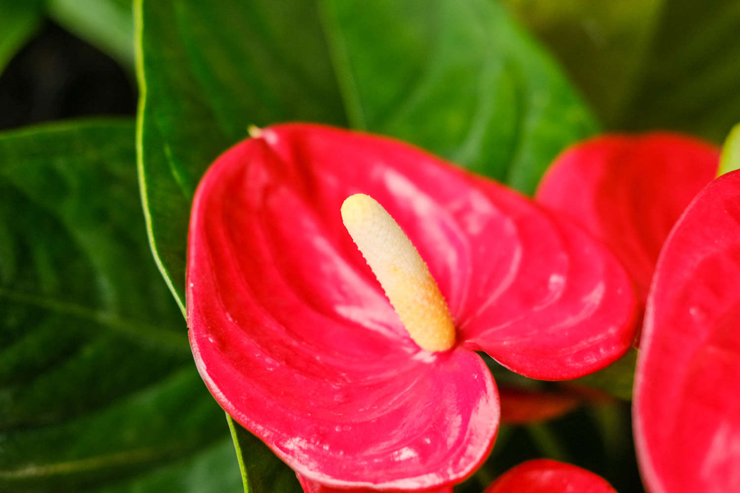 花烛叶子发黄是什么原因（花烛叶子黄了怎么回事，叶子黄了怎么办）