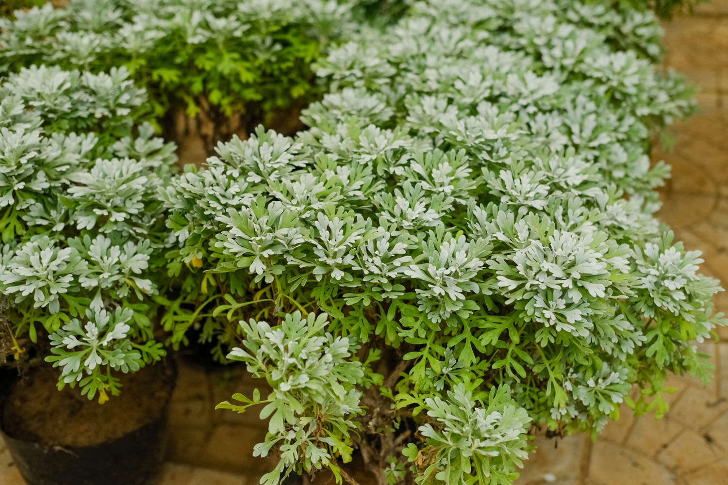 芙蓉菊怎么修剪，什么时候修剪